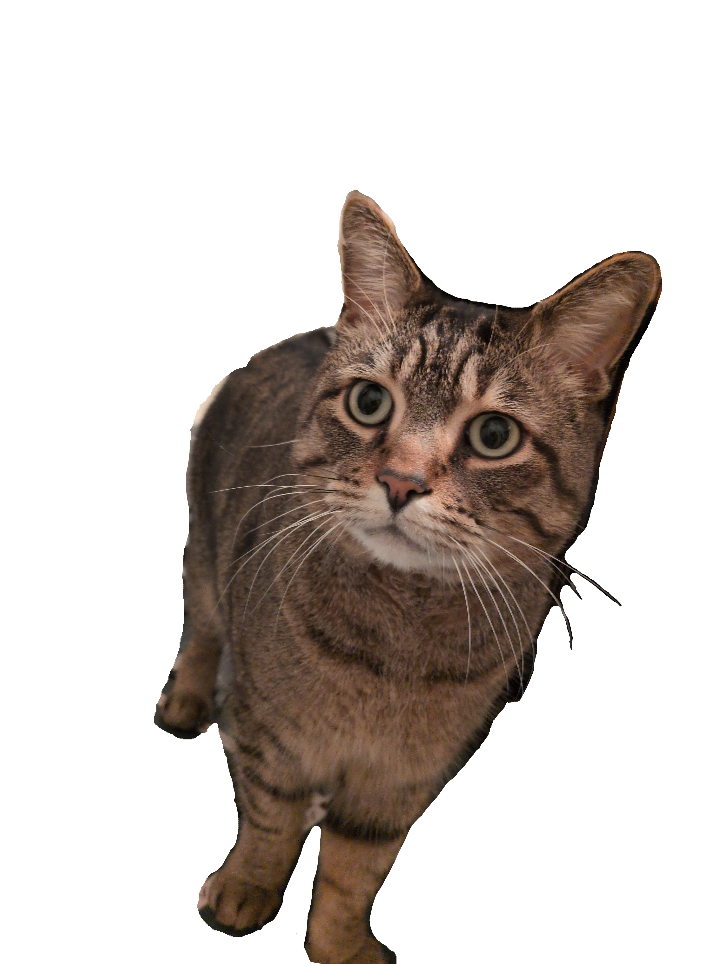 this is by beautifull Cat looking at me with sus face